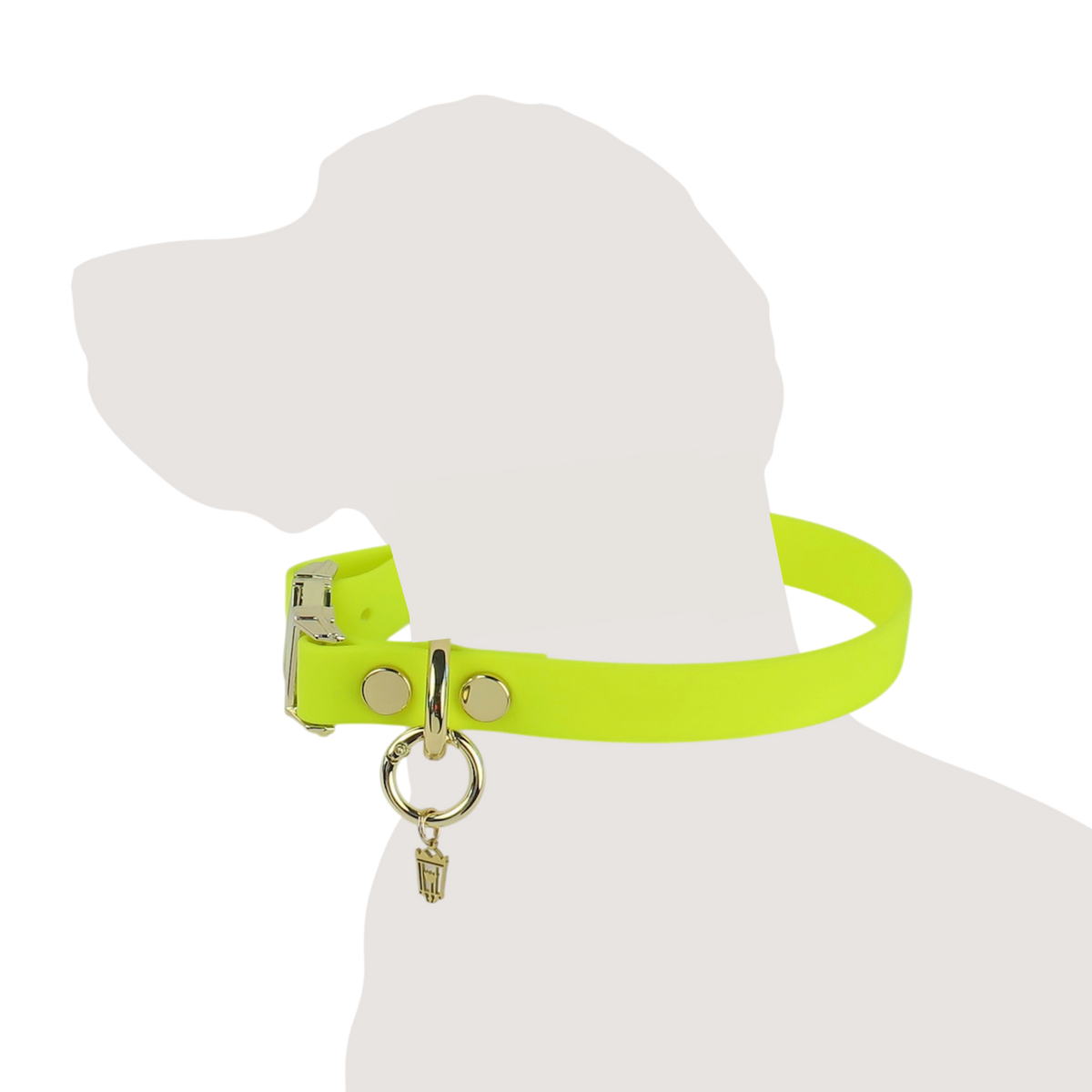 Northern Yellow Collar