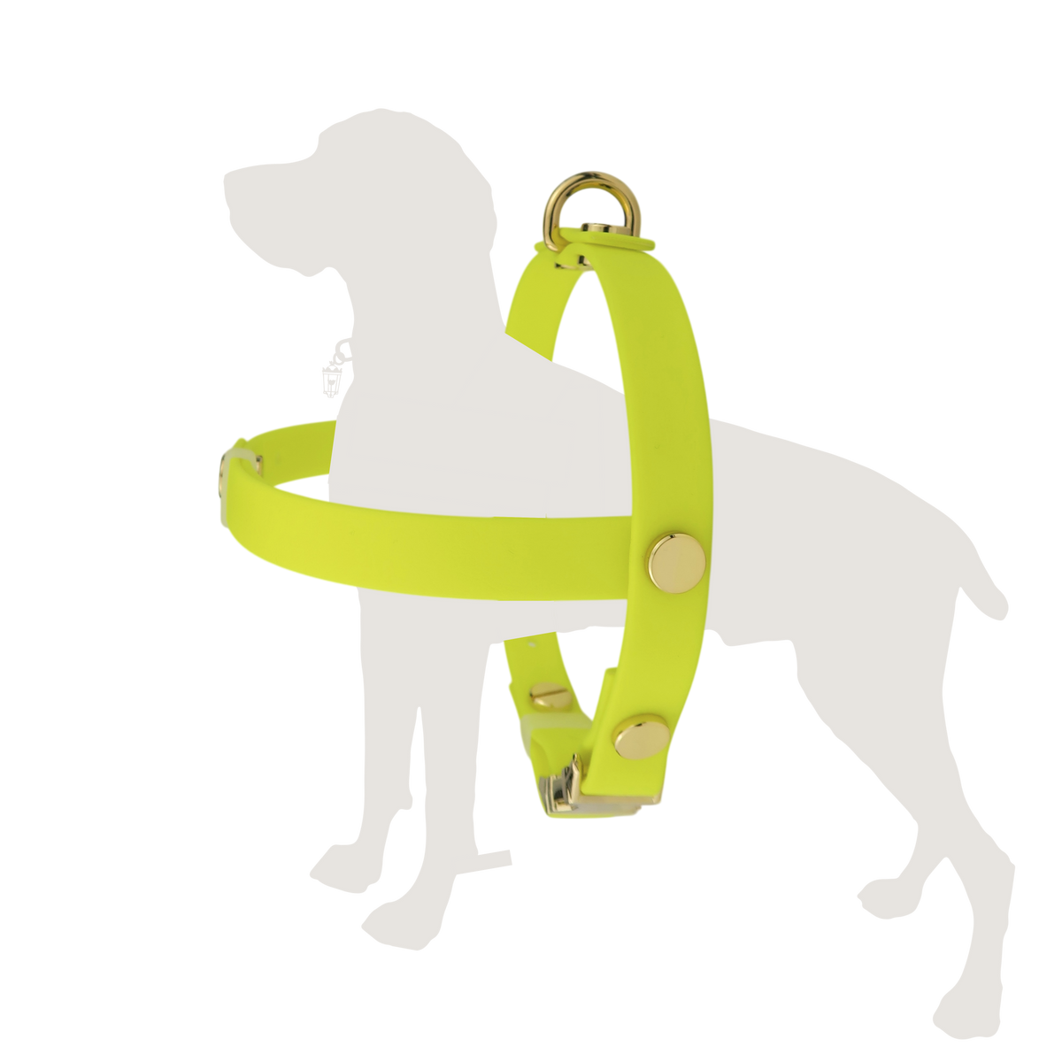 Northern Yellow Harness