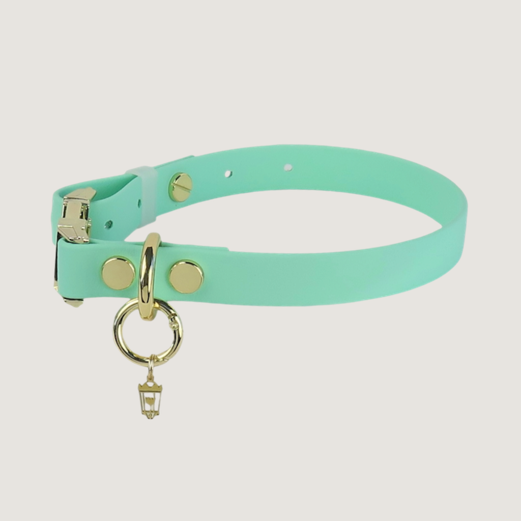 Medium Dog Collar Texas Frio