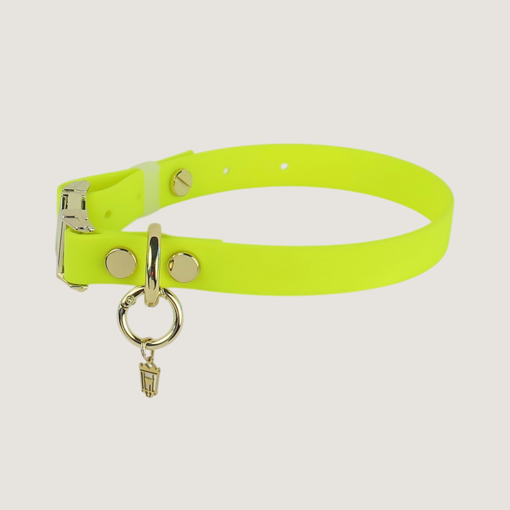 Medium Dog Collar Northern Yellow