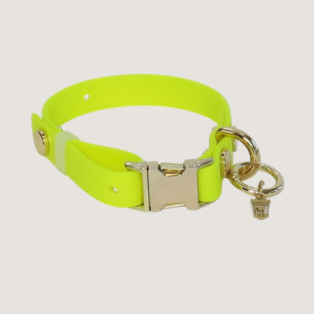Small Northern Yellow Dog Collar