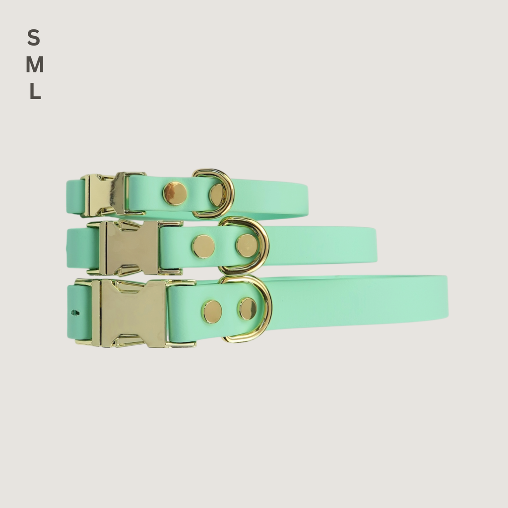 Medium Dog Collar Texas Frio